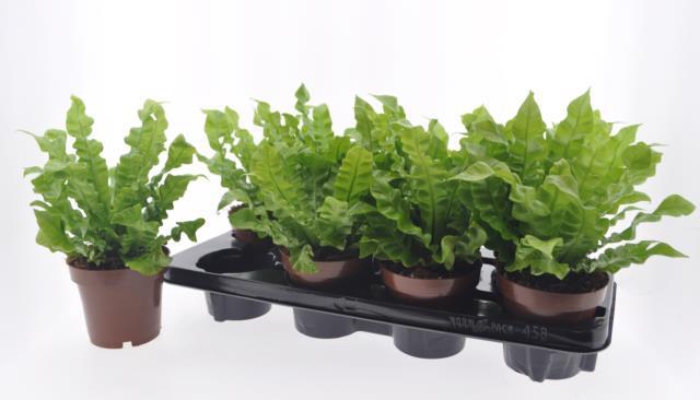 Asplenium Crispy Wave 12Ø 27cm