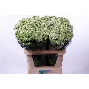 Eupat Rugo Braunlaub