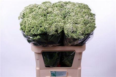 <h4>Eupat Rugo Braunlaub</h4>