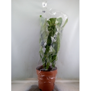 Dieffenbachia seg. 'Tropic Snow'