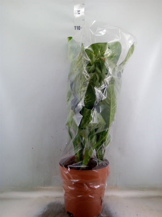<h4>Dieffenbachia seg. 'Tropic Snow'</h4>