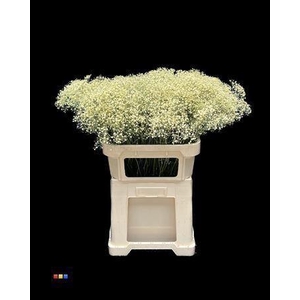 GYPS MILLION KLB LIGHT- YELLOW