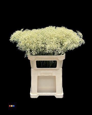 <h4>GYPS MILLION KLB LIGHT- YELLOW</h4>