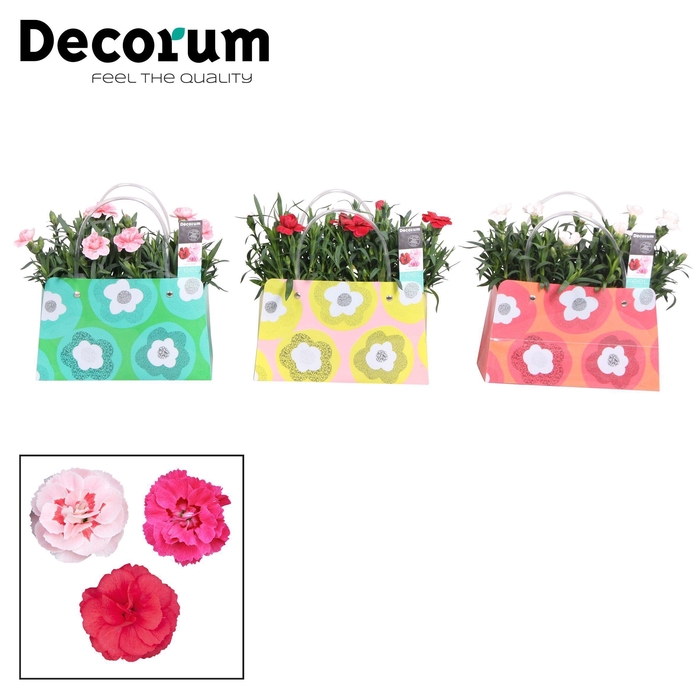 <h4>Dianthus - 10,5 cm - Oscar mix in kleurrijke tas - Decorum</h4>