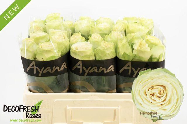 <h4>R Gr Hampshire!</h4>