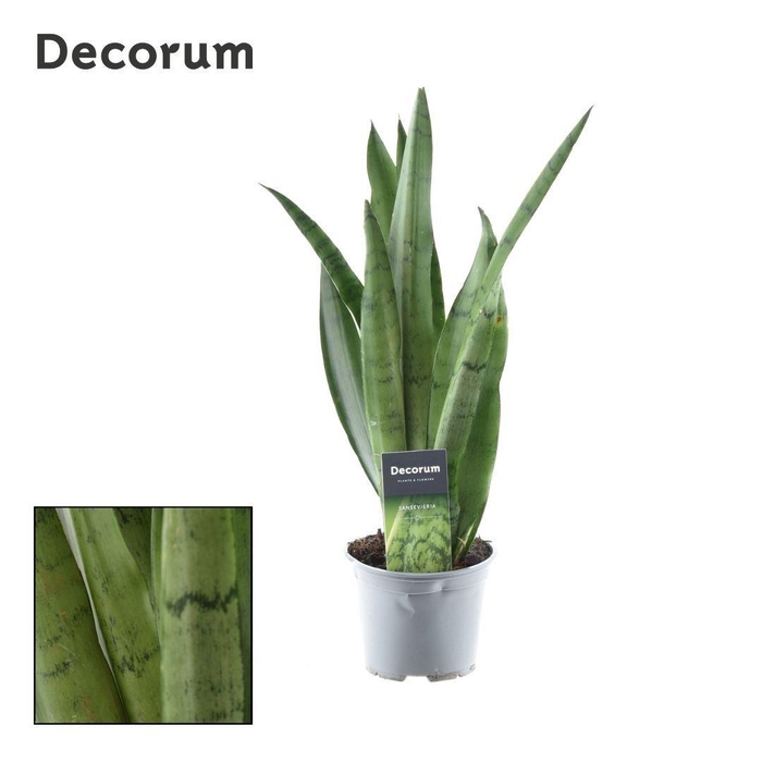 Sansevieria Spearmint (8+ blad)