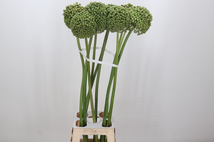 Allium Green Craze