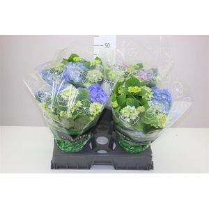 Hydrangea Early Blue 7-8