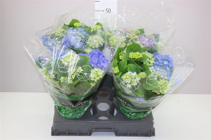 <h4>Hydrangea Early Blue 7-8</h4>
