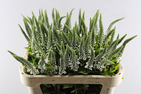 <h4>Lysimachia Elisabeth (wit)</h4>