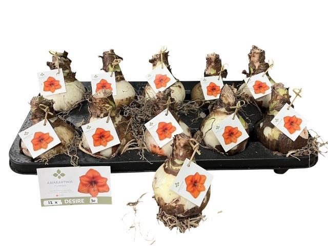 <h4>BLOEMBOL HIPPEASTRUM</h4>