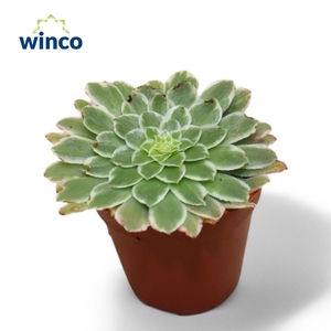 Aeonium Tabiliformis Variegata