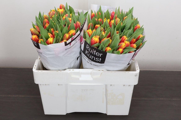 <h4>Tu Du Cilesta</h4>