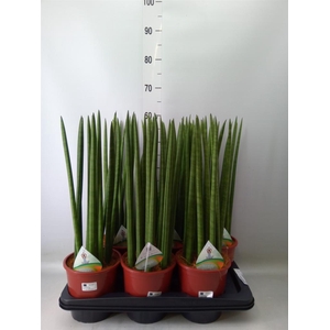 Sansevieria cyl.  ...