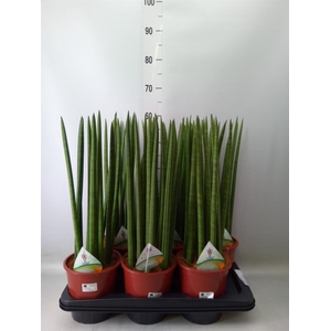 Sansevieria cyl.  ...