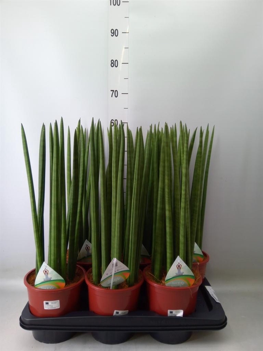 <h4>Sansevieria cyl.  ...</h4>