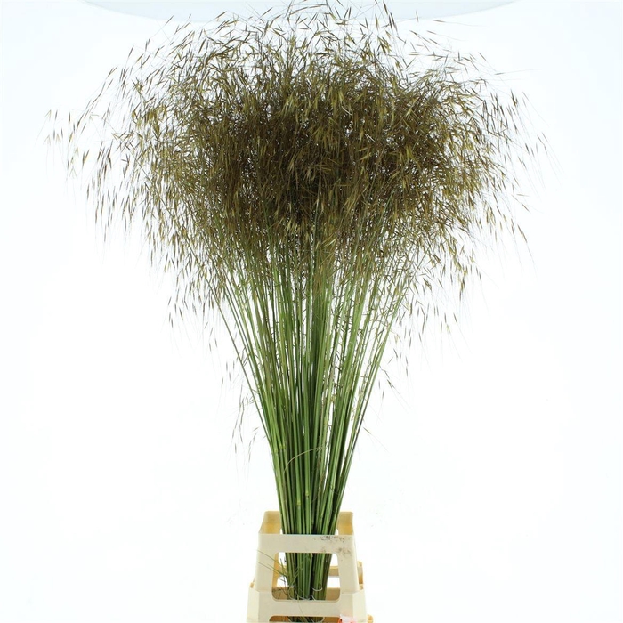 <h4>STIPA GIGANTEA</h4>