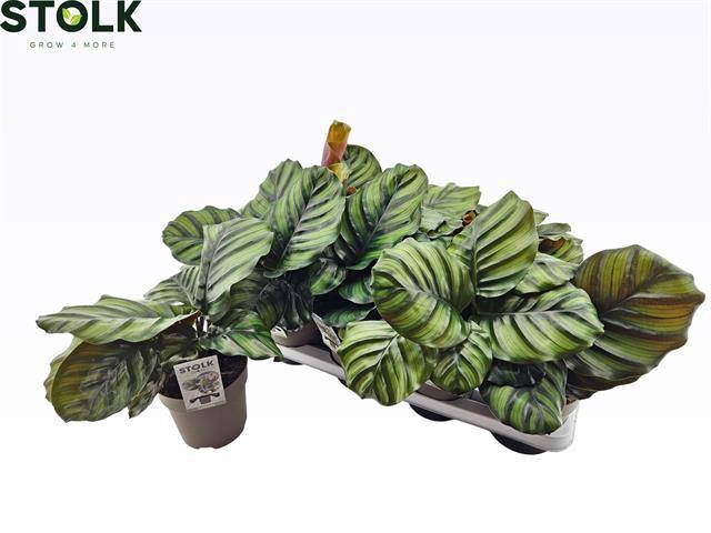 <h4>CALAT FASCIATA</h4>