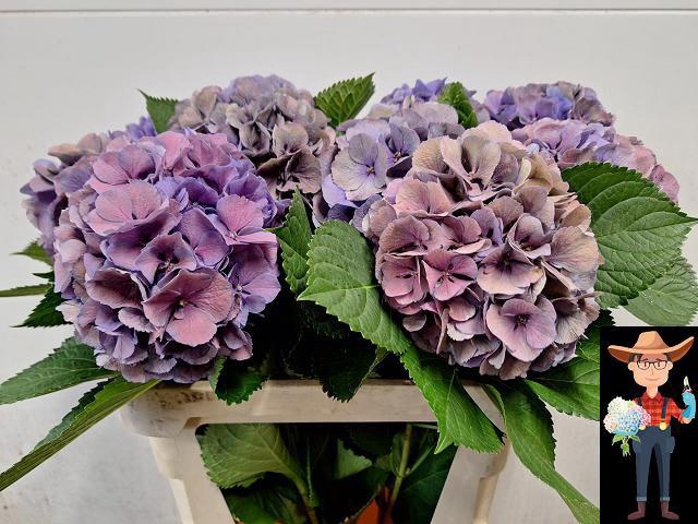 <h4>HYDR M ELBTAL CL</h4>