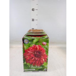 Dahlia   ...flowerbulbs