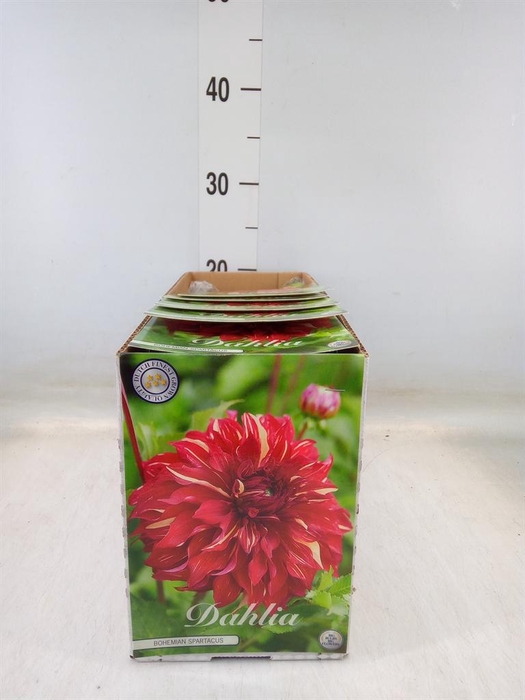 <h4>Dahlia   ...flowerbulbs</h4>