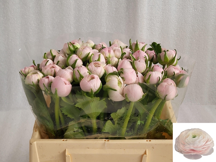 <h4>RAN SU LADY</h4>