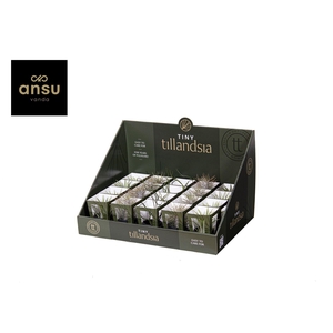 Tiny Tillandsia Mix zwarte pot