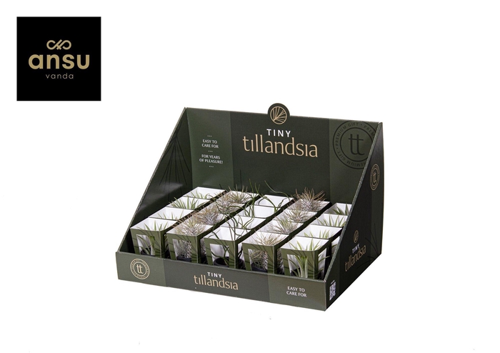 <h4>Tillandsia Ionantha Tiny Keramiek Zwart</h4>