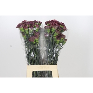 Dianthus St Copper Extasis