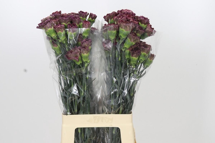 <h4>Dianthus St Copper Extasis</h4>