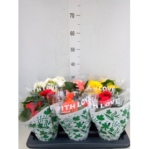 Begonia elat. DU   ...mix