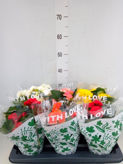 <h4>Begonia elat. DU   ...mix</h4>