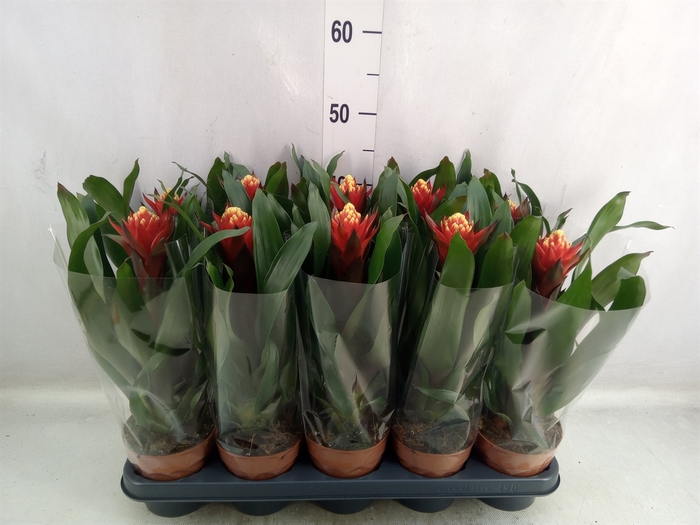 Guzmania  'Happyness'