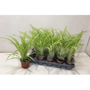 arr8 Chlor Com Variegatum