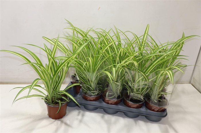 <h4>arr8 Chlor Com Variegatum</h4>