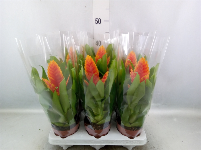 <h4>Vriesea  'Intenso Apricot'</h4>