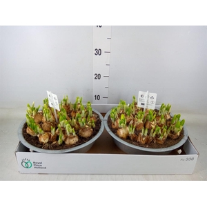 Arr.  Narcissus Tete Tete L%