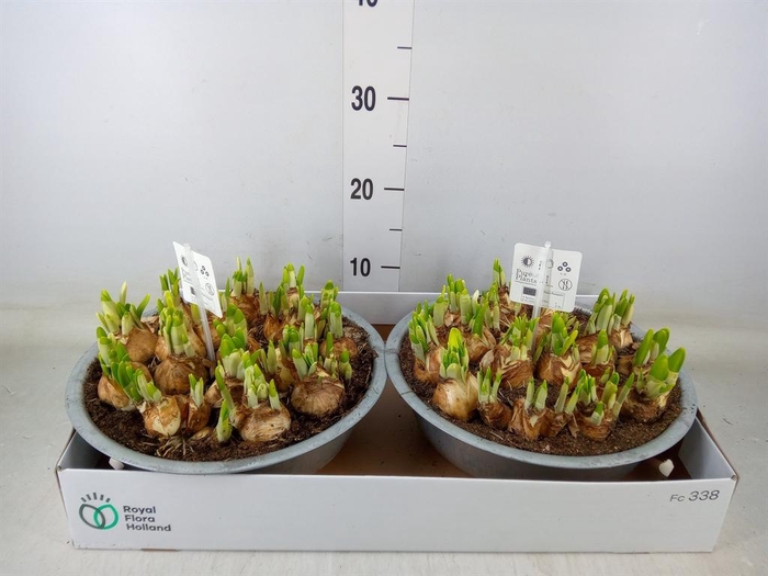 <h4>Arr.  Narcissus Tete Tete L%</h4>