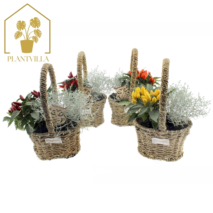 <h4>ARR TUINPLANTEN</h4>