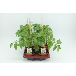 BKH groente 50570 bio Tomaat ronde tomaat 12cm