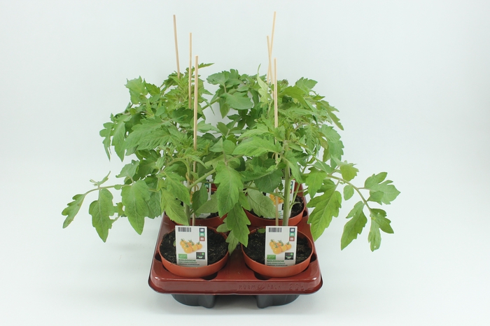 <h4>BKH groente 50570 bio Tomaat ronde tomaat 12cm</h4>