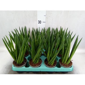 Sansevieria cyl.  ...