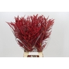 Bromelia Red Paloma