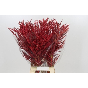 Bromelia Red Paloma