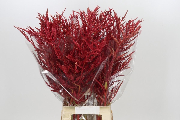 <h4>Bromelia Red Paloma</h4>