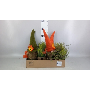 Arr.   Tuinplanten L%