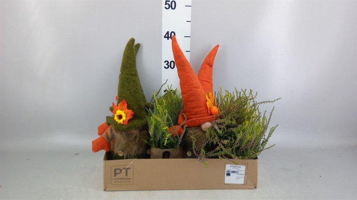 <h4>Arr.   Tuinplanten L%</h4>
