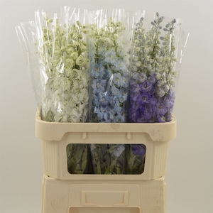 Delphinium Mix