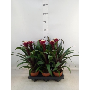 Guzmania  'Francesca'