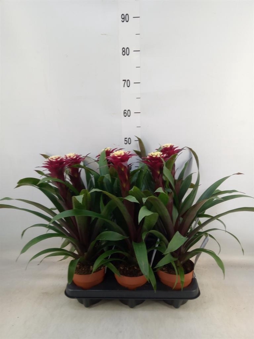 <h4>Guzmania  'Francesca'</h4>